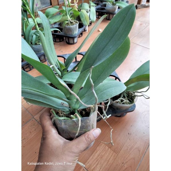 anggrek phalaenopsis pasca bunga