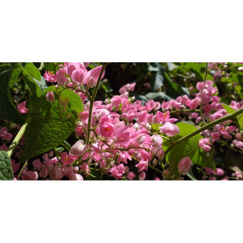 Bibit bunga air mata pengantin, biji bunga air mata pengantin, benih bunga air mata pengantin