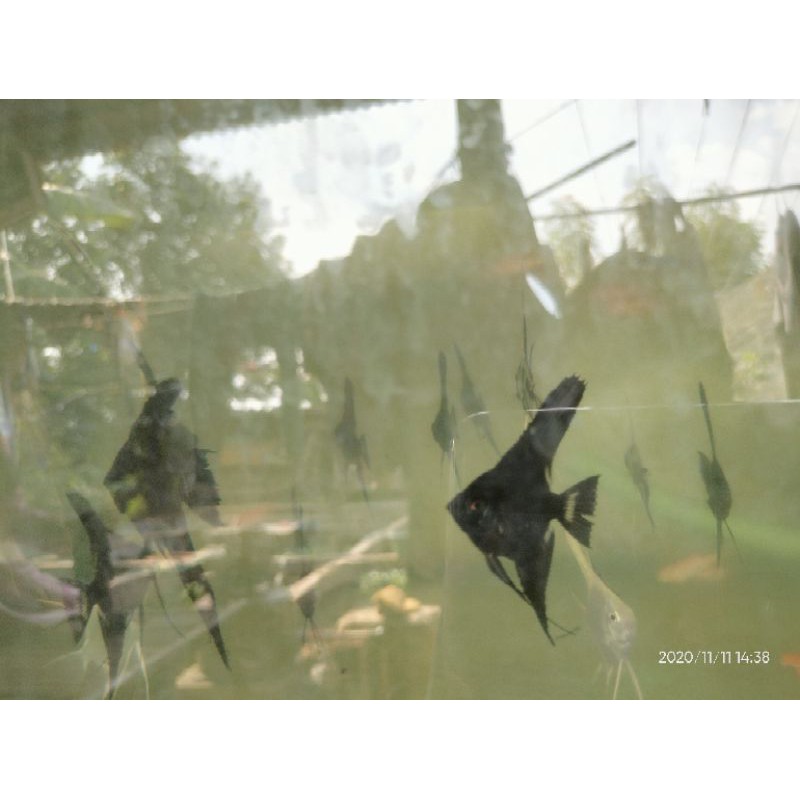 ikan manfish black angle ,, ikan layang2 hitam
