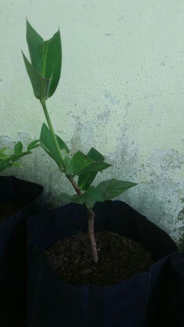 Tanaman Jambu Air Madu Deli Hijau (buy 1 Get 1)