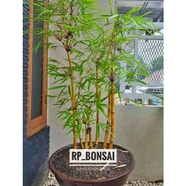 Bahan bonsai bambu kuning dongkelan