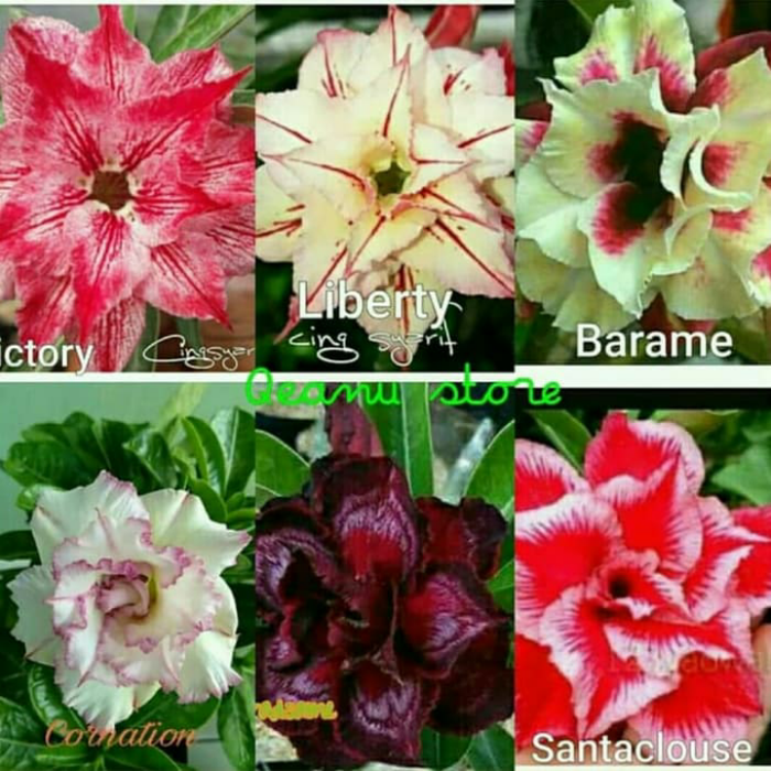 

Paket 6 Bibit Bunga Adenium - Kamboja Jepang