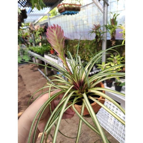 Tillandsia cyana varigata
