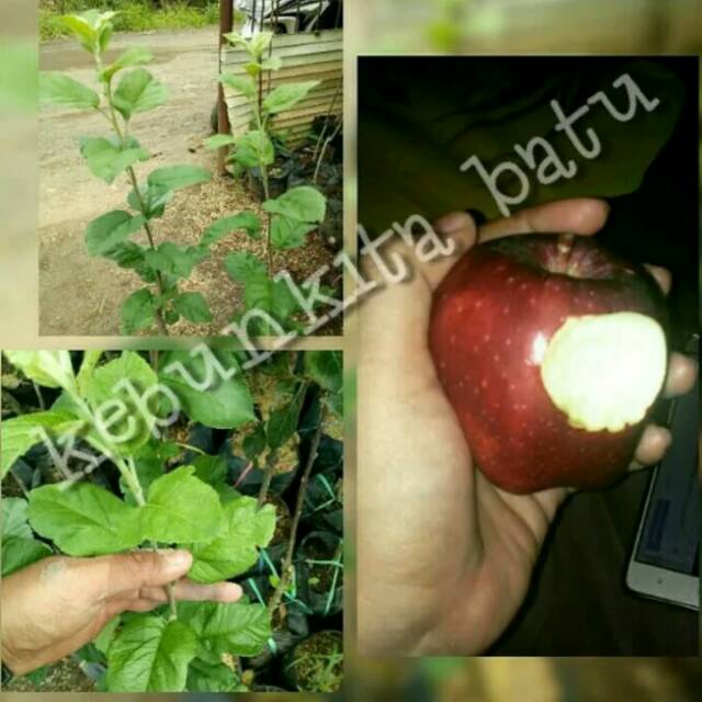 Bibit Apel merah