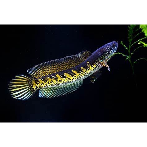 Chana Auranti size 25cm