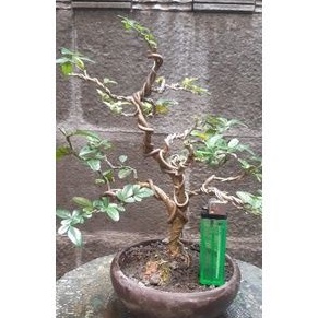 Bonsai Mame Jeruk Kingkit