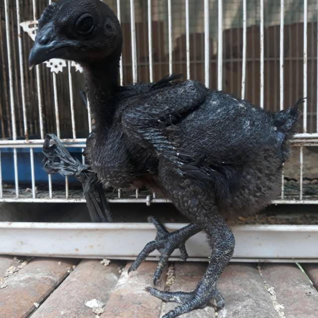 Anak ayam Cemani Asli