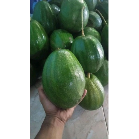 

Buah Alpukat markus jumbo