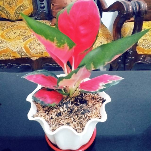 SUKSOM JAIPONG INDUKAN