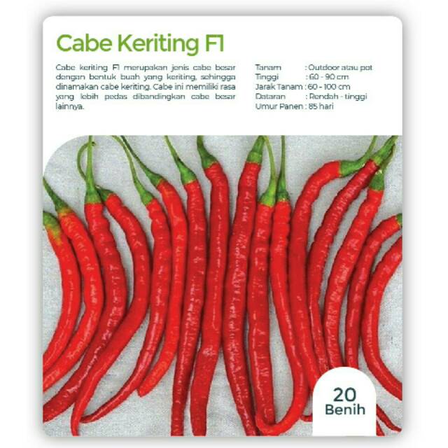 Benih Cabe Keriting F1 20 benih