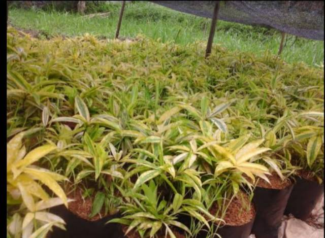 Tanaman Bambu Dracena kuning / bambu dracena Jepang