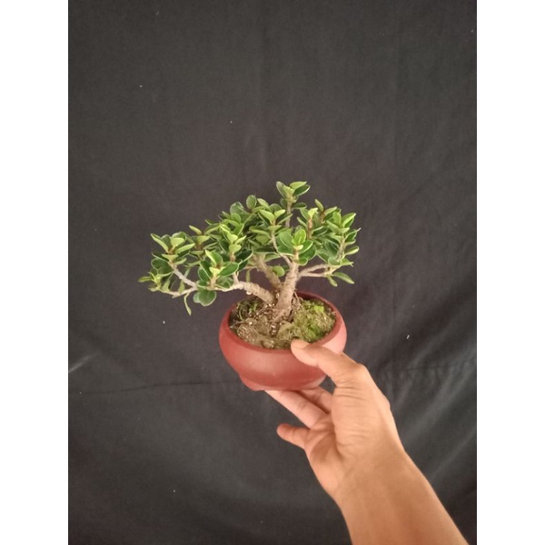 bonsai mame,dolar mangkok/dolar mikro,sudah rimbun free pot,sesuai gambar tinggal pajang..