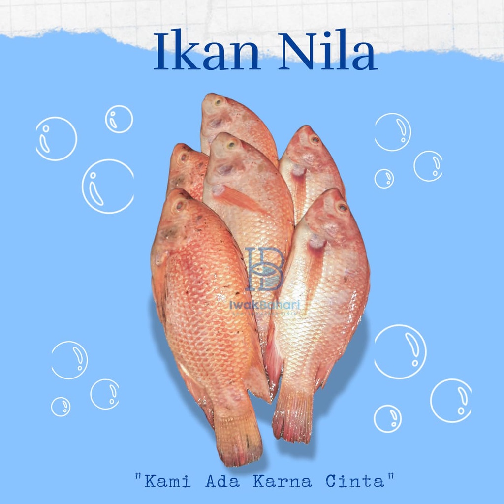 

IKAN NILA MERAH HIDUP