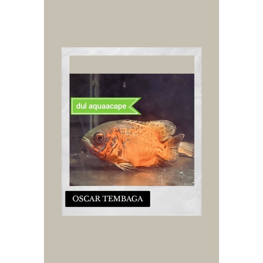 Hiasan aquarium / ikan hias oscar tembaga aquascape