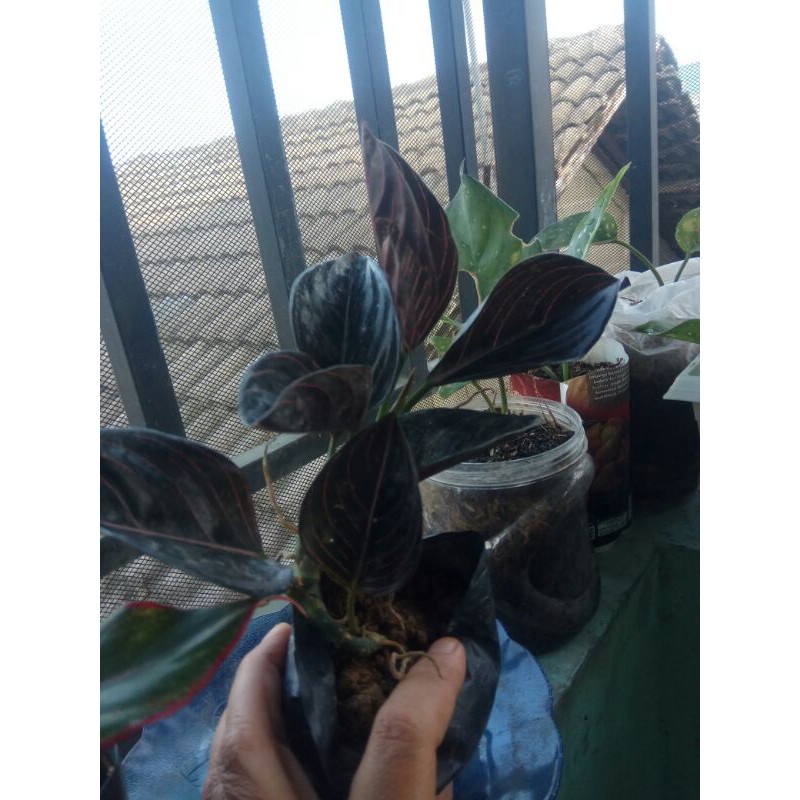 AGLONEMA ROTUNDUM ACEH - AGLONEMA ROTUNDUM