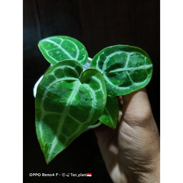 Anturium kuping gajah forgetti hybrid