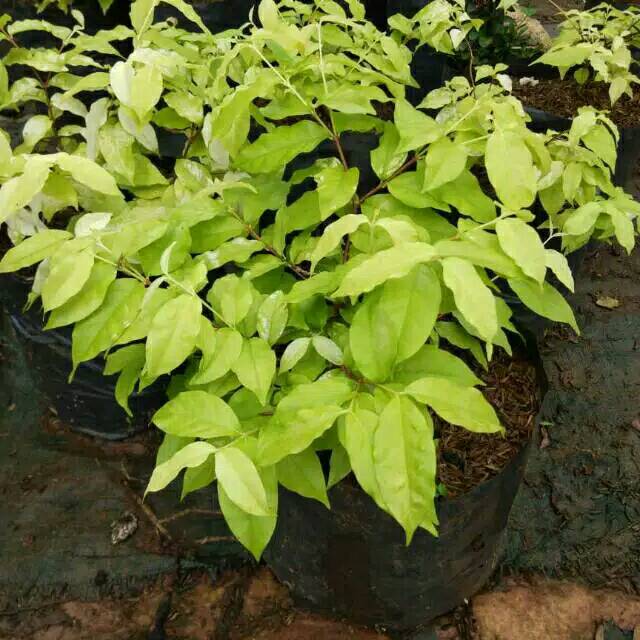 ( BISA BAYAR DI TEMPAT ) tanaman bahan bonsai anting putri