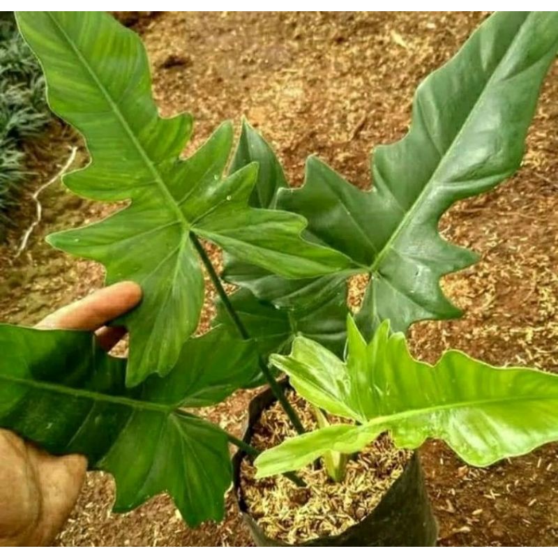 tanaman hias phillo gergaji