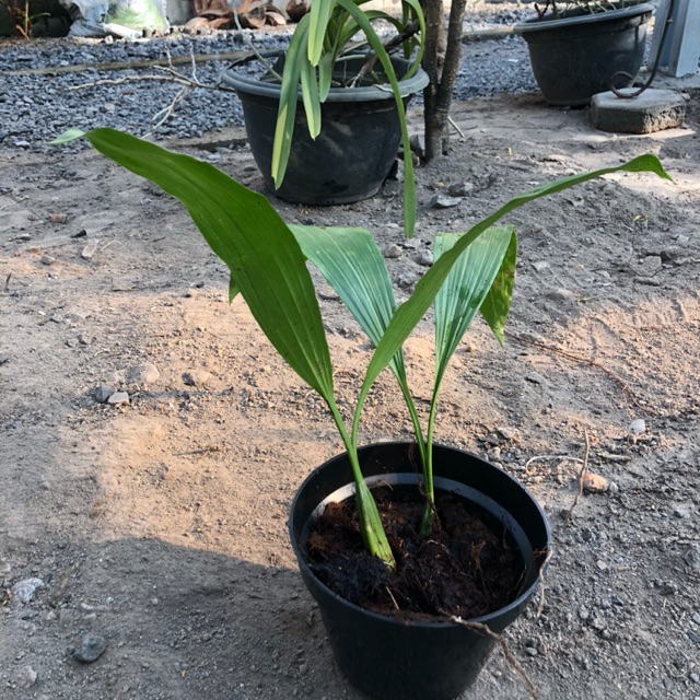 Coelogyne mayerina