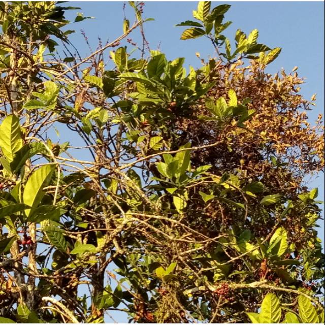 BENALU KOPI SEGAR 250 GRAM