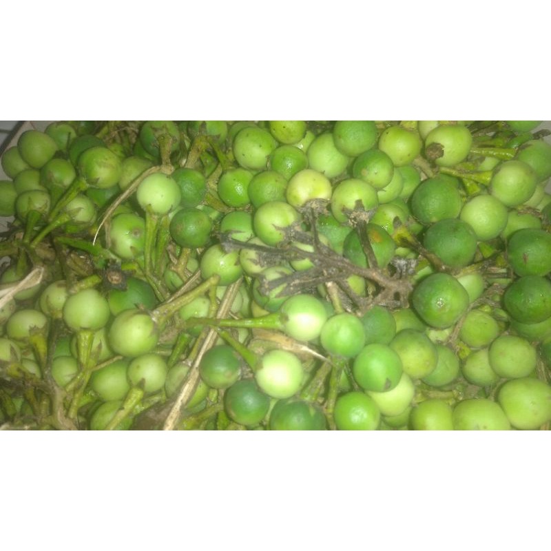 

POKAK SAYUR SEGAR