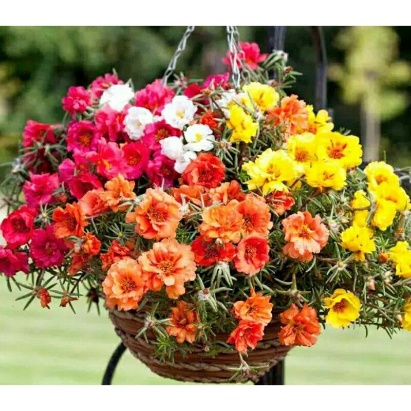 Krokot mix mossrose tumpuk warna warni import dan lokal