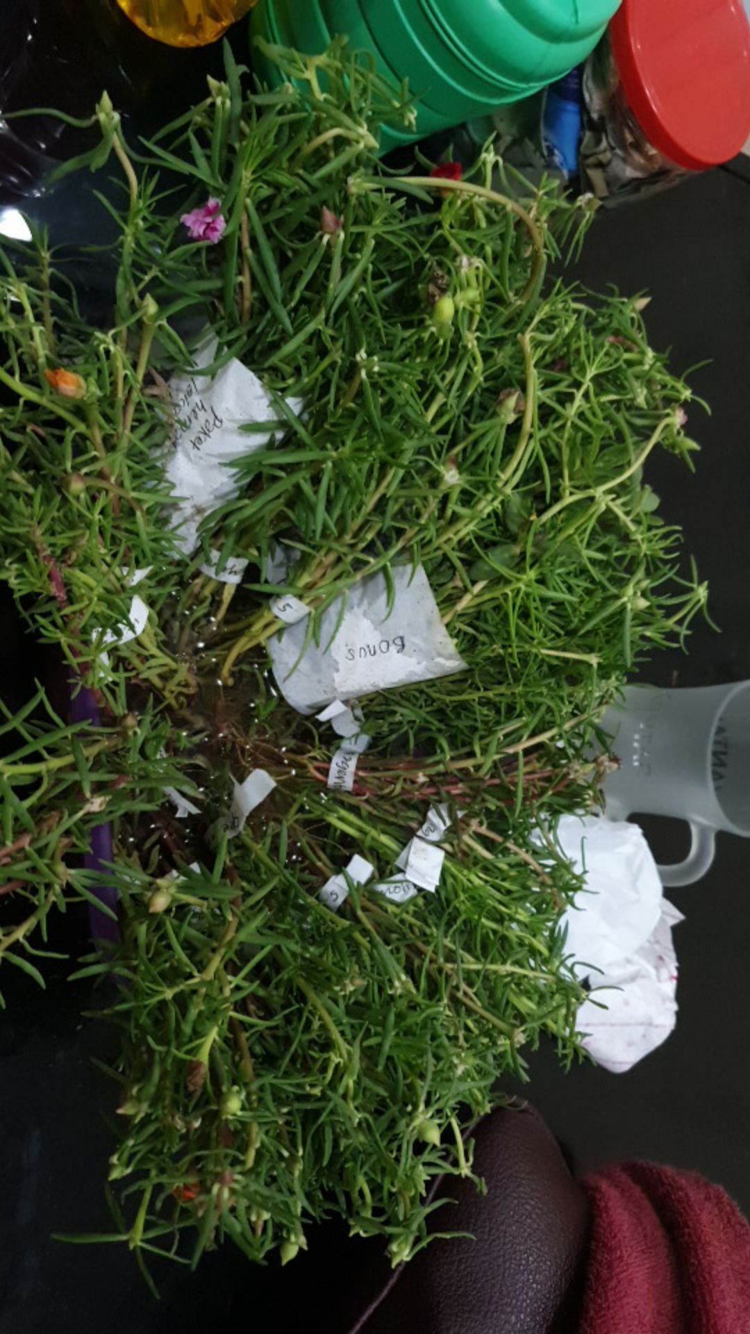 Paket Hemat Krokot Mix Lokal Dan Import /krokot Portulaca /mossrose Portulaca Import Dan Lokal