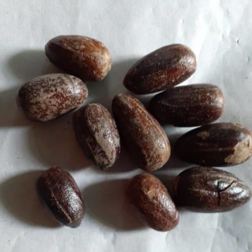 

BIJI PALA BIJI PALA KOCAK PALA LONJONG NUTMEG