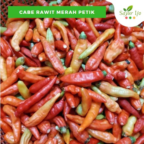 

Cabe Rawit Merah Petik 500 Gram Fresh Cabai Red Chili Sayur Hijau Sambal Sambel Pedas Segar