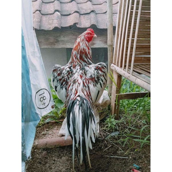 telur ayam bangkok  belurang ekor lidi luru ori