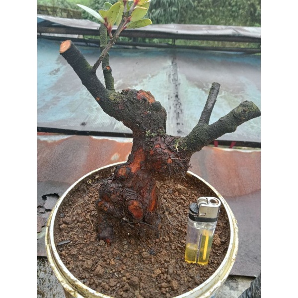 bahan bonsai santigi gunung