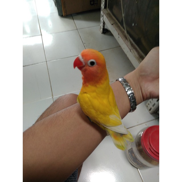 Burung Lovebird Lb Paskun Pastel Kuning Jinak Lolohan Hasil Ternak