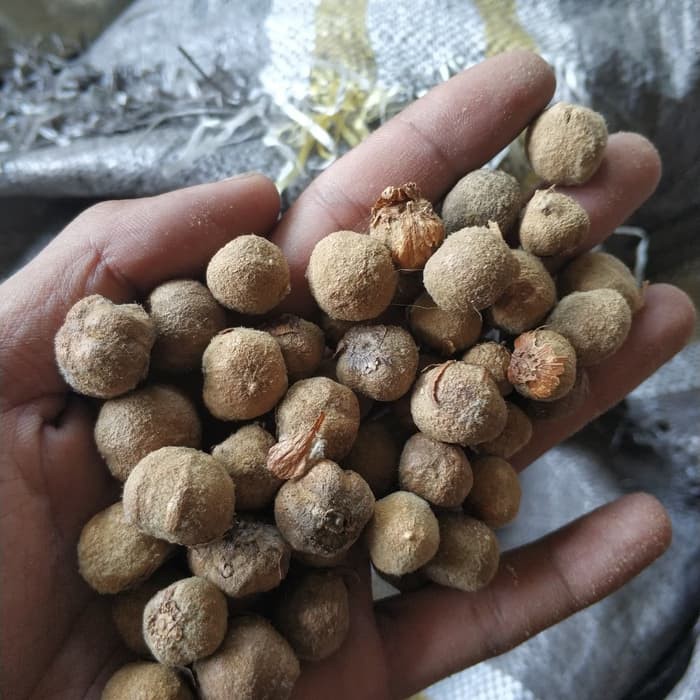 Ready 100 Biji Butir Pohon Jati Solomon Unggul