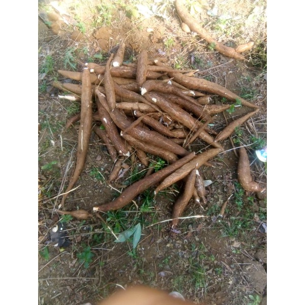 Singkong/ubi kayu ketan & roti di jamin gurih karena kultur tanah