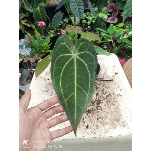 anthurium kuping gajah norte