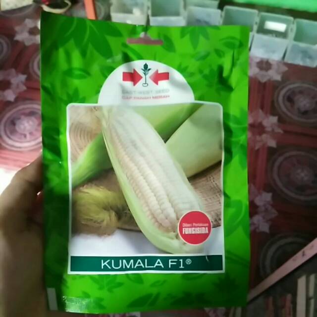 Jagung pulut