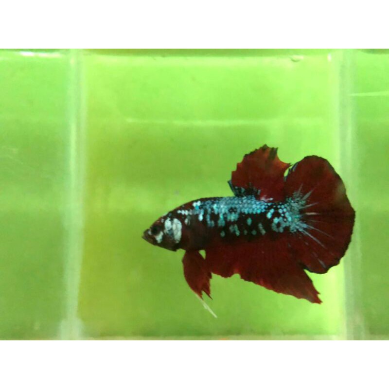 

Ikan Cupang Red Koi topgrade
