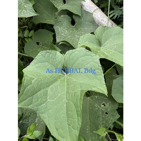 

Daun labu siam / daun labu siem segar 20 lembar-az