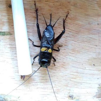 Jangkrik Kalung Aduan size BIG | Jangkrik Ngerik Jaliteng Masteran Pengusir Tikus