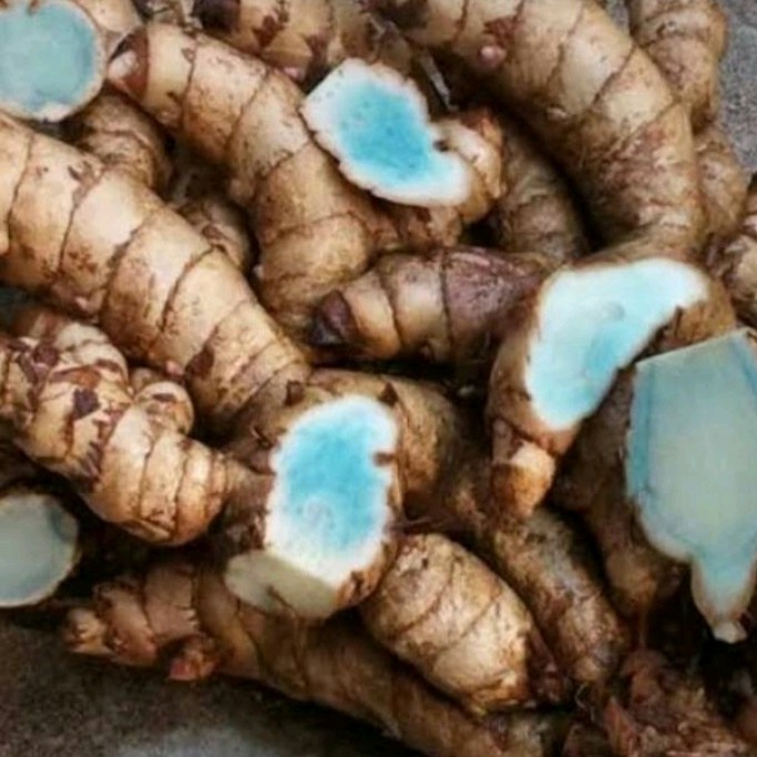 

Jual Temu Hitam Temu Ireng