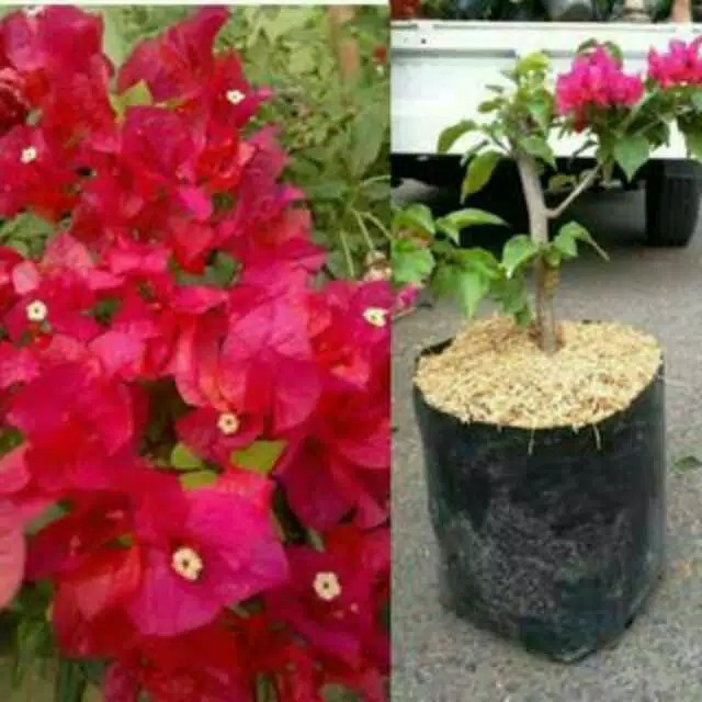 Bibit Kembang Kertas Bougenville