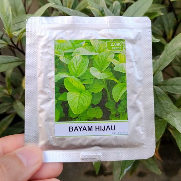 benih bayam hijau - benih bayam merah - benih bayam belang - RS
