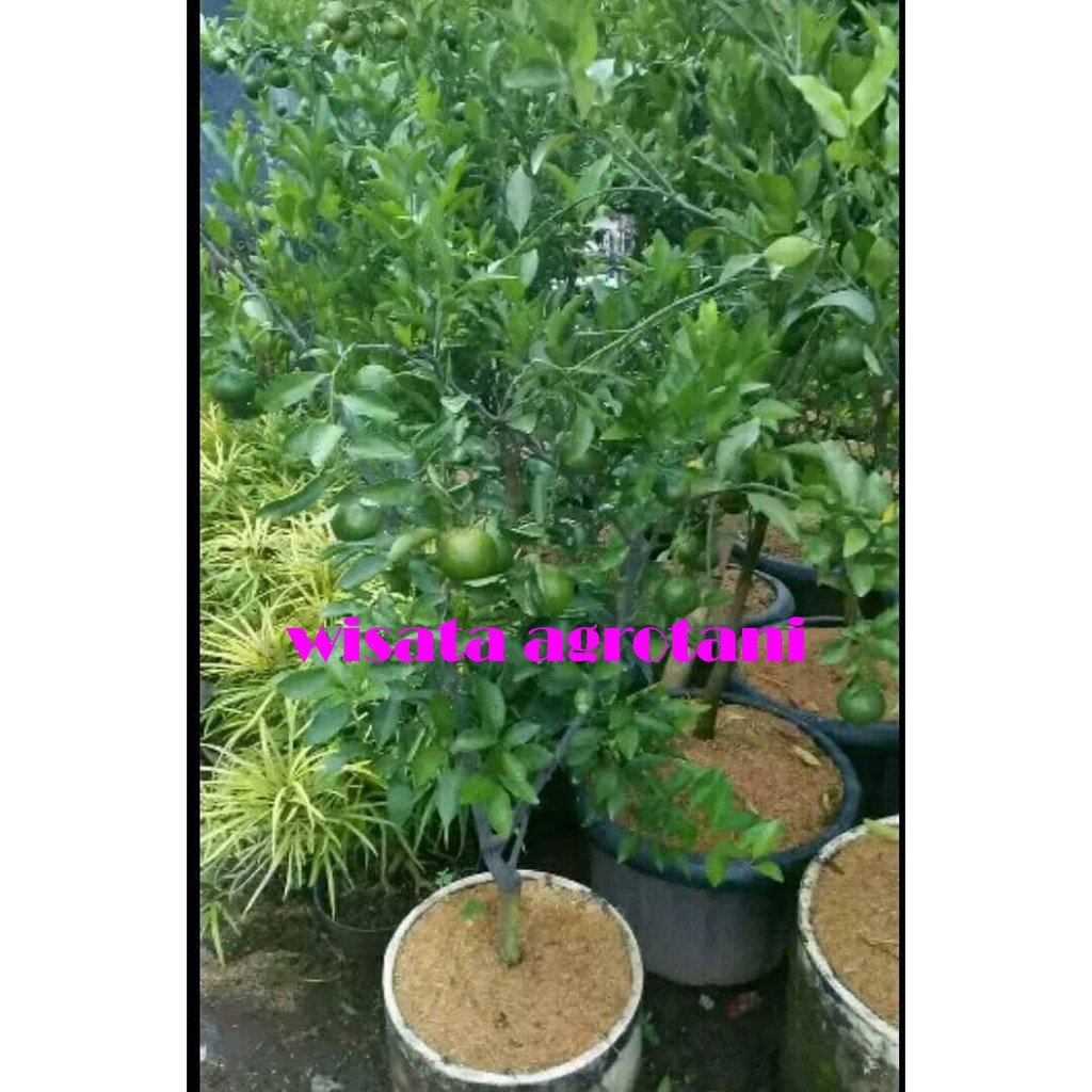 Tanaman Jeruk Buah Santang Pohon Jeruk Santang Berbuah Bibit Santang Berbuah