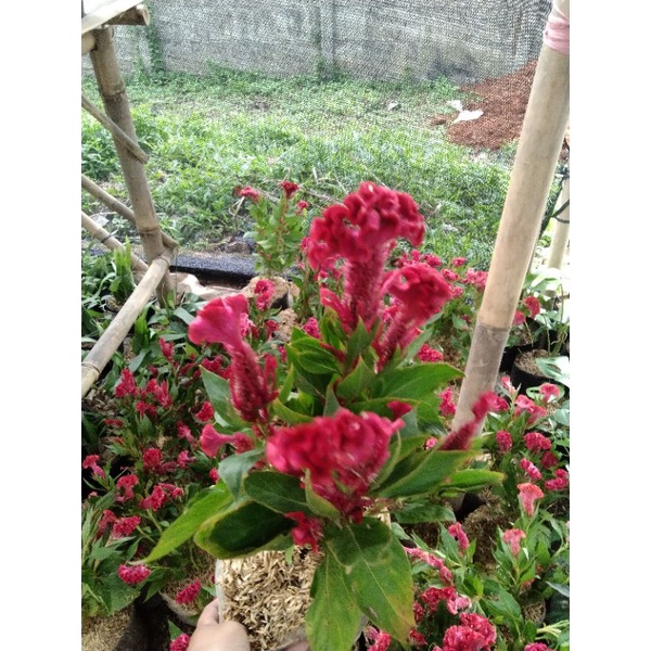 tanaman hias hidup pohon bunga jengger ayam warna merah