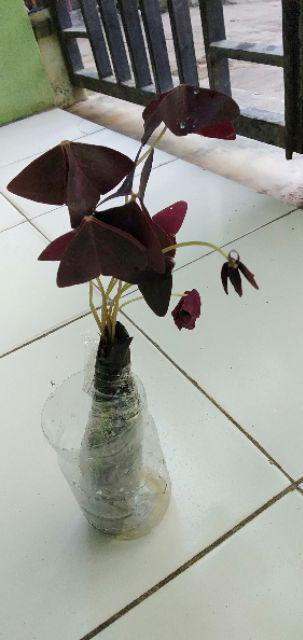 Tanaman Hias Gantung Kupu Kupu - Oxalis Triangularis