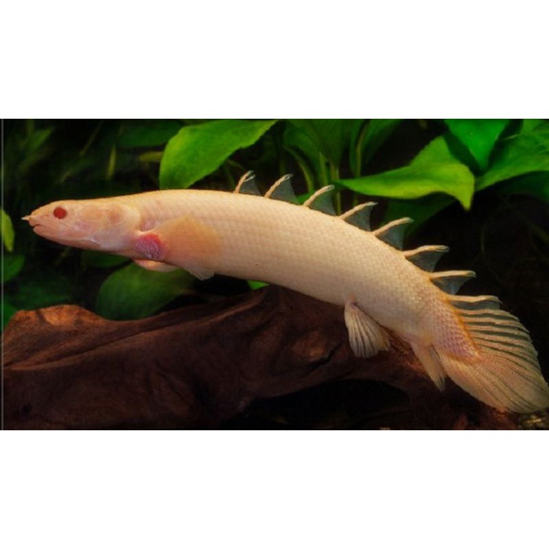 ikan hias naga palmas albino