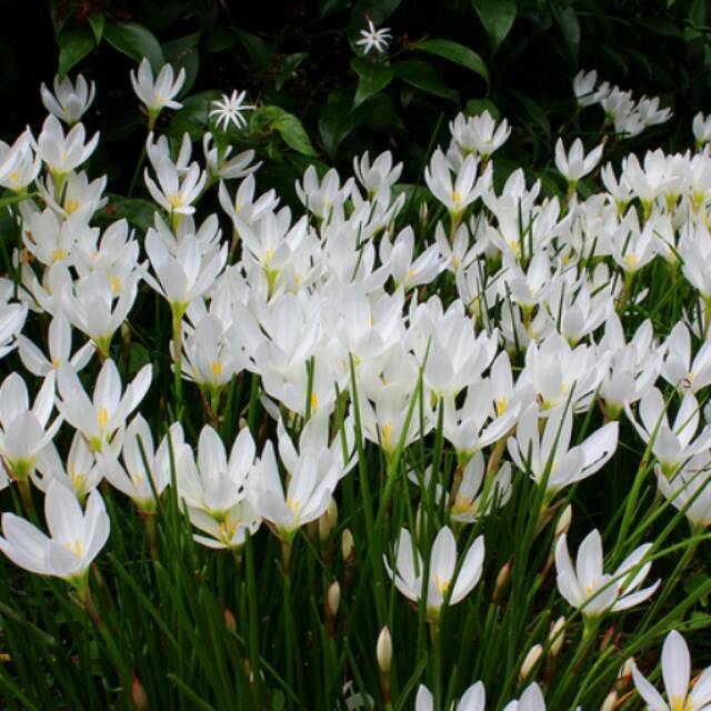 Bibit bunga Rain Lily