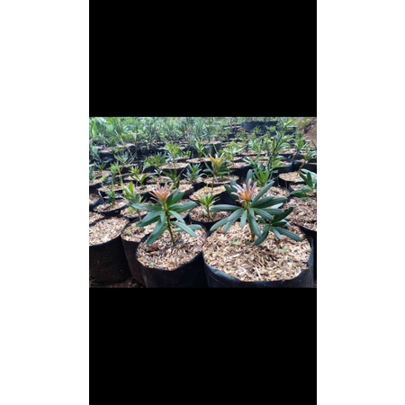 lohansung pucuk pink import