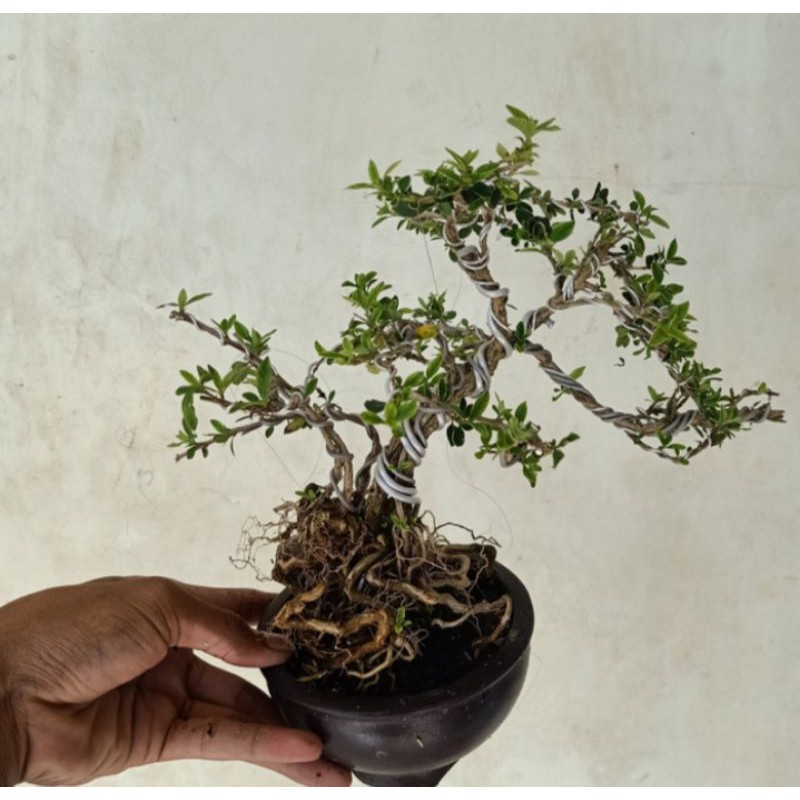 bonsai hingkip atau mirten tanaman hias pohon bonsai hingkip mirten