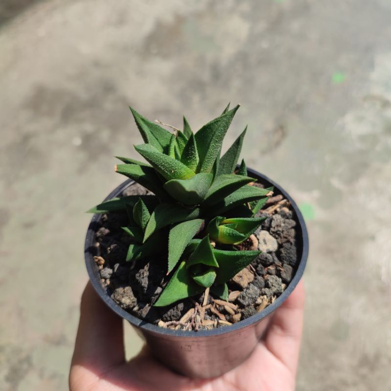 Haworthia Glabrata murah/Haworthia